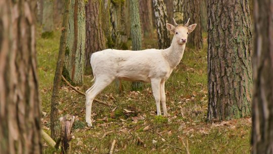 Magie în pădure: Descoperirea excepțională a unei căprioare albe în România