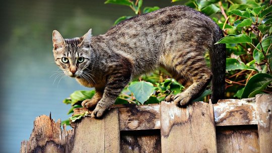 Pisicile aflate în libertate ar putea fi incluse în categoria animal fără stăpân