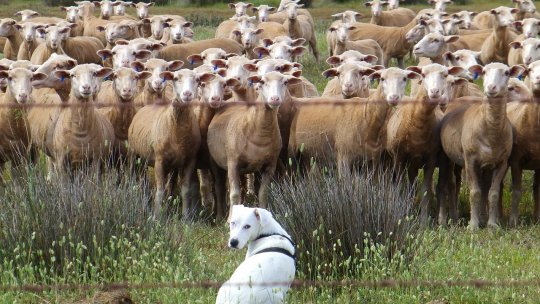Câinii vagabonzi ar fi ucis 30 de oi şi 100 de miei în comuna Giroc, judeţul Timiş
