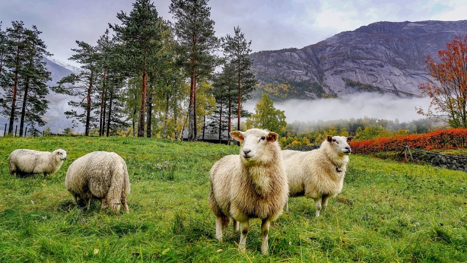 Ce este agroecologia?