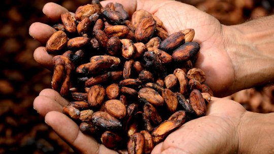 Îmbunătățirea producției de cacao și cafea, prin inovații și parteneriate