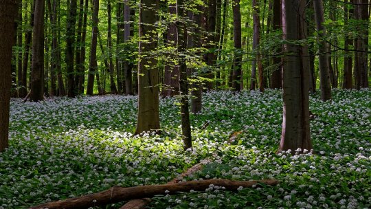 21 martie - Ziua Internaţională a Pădurii, marcată la Reşiţa printr-o acţiune educativă de plantări de arbori