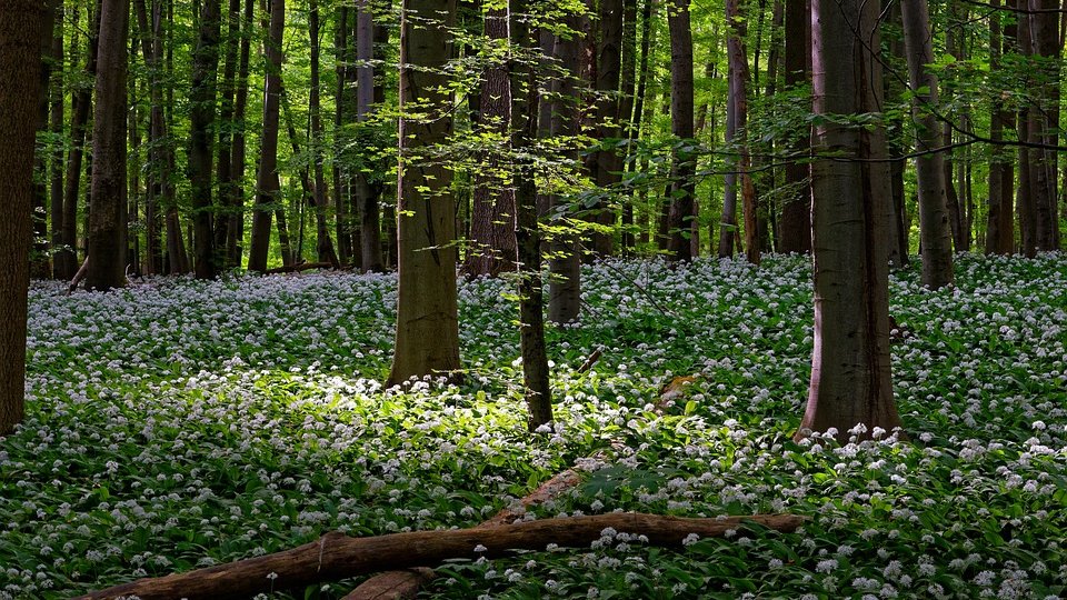 21 martie - Ziua Internaţională a Pădurii, marcată la Reşiţa printr-o acţiune educativă de plantări de arbori
