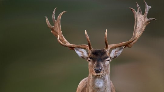 Un sanctuar al cerbilor lopătari, supravegheat video, a ajuns motiv de dispute