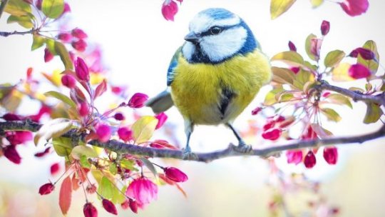 Ziua Păsărilor, sărbătorită pe 1 aprilie. Ocazie de celebrare a frumuseții și importanței păsărilor în ecosistem