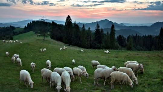 Două piețe mari deschise pentru exportul ovinelor din România