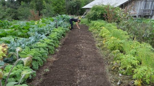 Lucrări în grădina de legume și în livadă la sfârșit de martie, început de aprilie