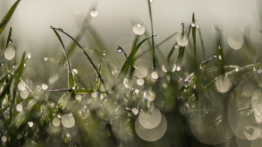 O plantă comună ar putea contribui la reducerea insecurității alimentare