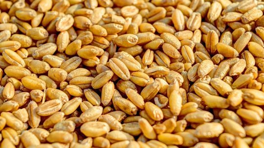 O proteină de grâu non-alergenică pentru creșterea cărnii mai bine cultivate