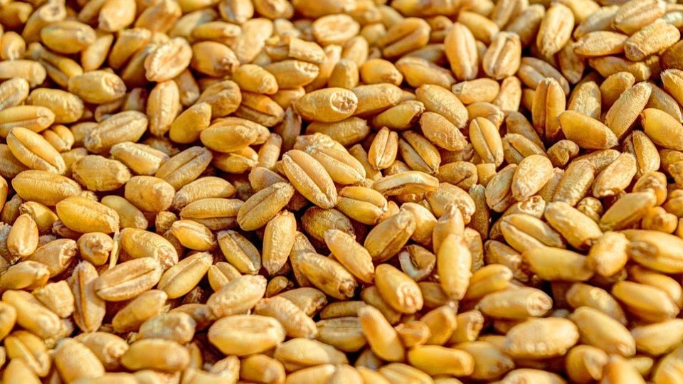 O proteină de grâu non-alergenică pentru creșterea cărnii mai bine cultivate