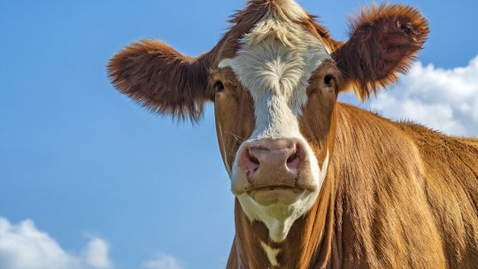 Satisfacerea nevoilor de carne ale viitorului