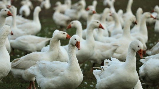 Celule de pui modificate genetic rezistă în laborator la virusul gripei aviare