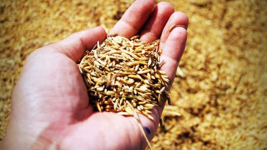 Mutațiile genetice care au făcut posibilă cultivarea orezului