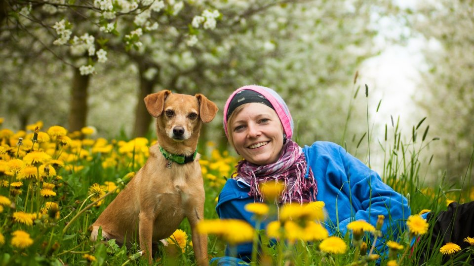 Câini folosiți pentru detectarea cancerului