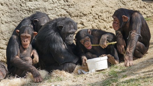 Cimpanzeii și bondarii  îşi pot transmite abilităţile în rândul comunității lor