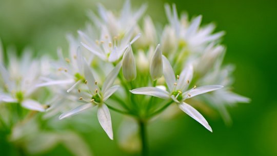 Un foarte bun imunostimulator, leurda