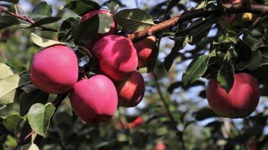 Bioproduse inovative pentru protecția fructelor la depozitare