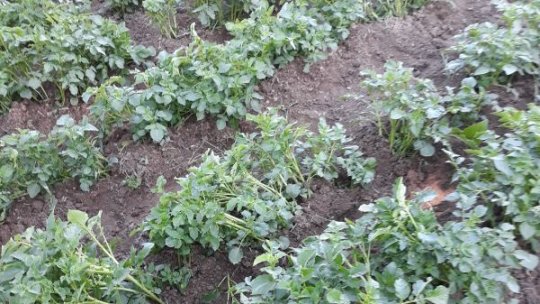 Final de campanie de plantat cartofi în România
