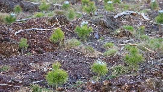 860 hectare de păduri cvasivirgine şi peste 520.000 de puieţi programaţi pentru plantări în 2024