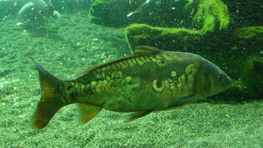 Proprietarii de pensiuni din Deltă vor soluţii pentru a le oferi turiştilor preparate din peşte proaspăt, capturat în rezervaţie