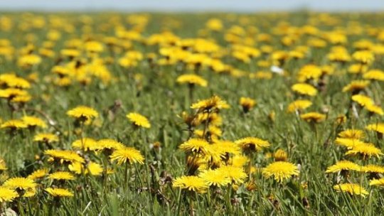 Păpădia, planta miracol pentru sănătate