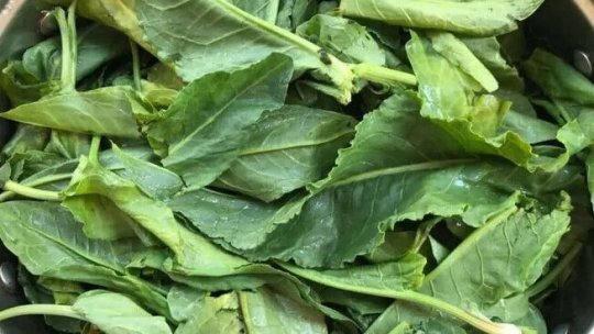 Ștevia previne obezitatea