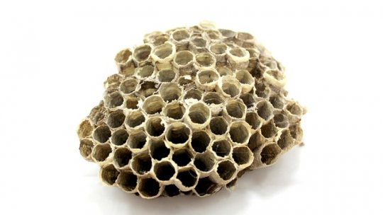 Propolisul calmează durerea de urechi