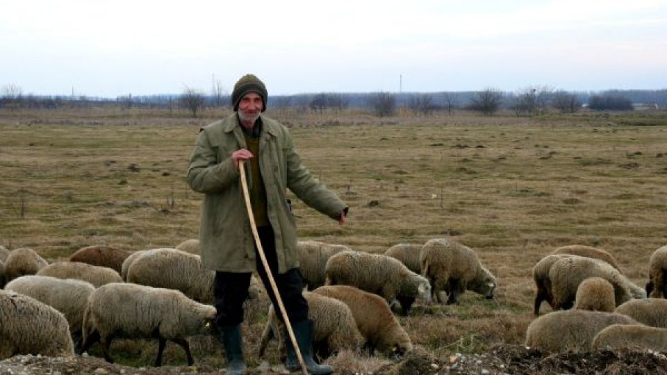 Caz de cruzime: Bărbat reținut pentru violență asupra animalelor