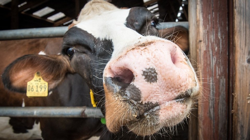 Ce este agricultura animală și cum afectează ea încălzirea globală?