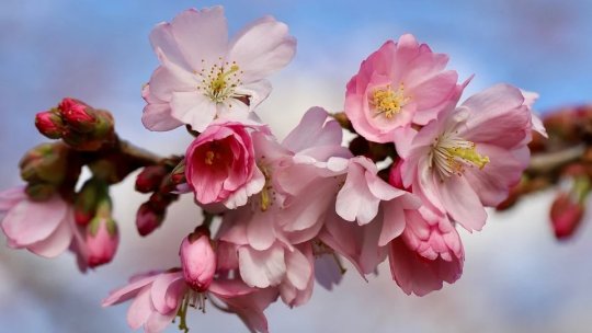 De la „Floralia”, la „Florii”... tradiție și trăire