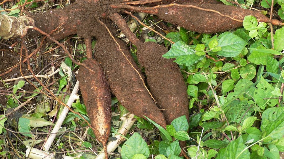 Konjac: un tubercul din Japonia care ajută la slăbit