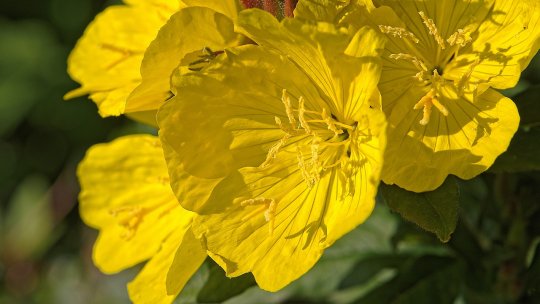 Primula de seară, o plantă al cărei ulei esențial are virtuți nebănuite