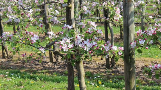 Înființarea de noi livezi - ce trebuie să știi