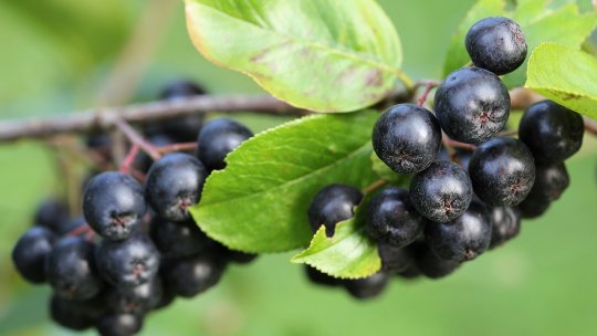 Cum să faci din cultura de aronia o afacere profitabilă