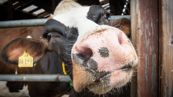 Nutreț pentru vaci care reduce cantitatea de gaze cu efect de seră