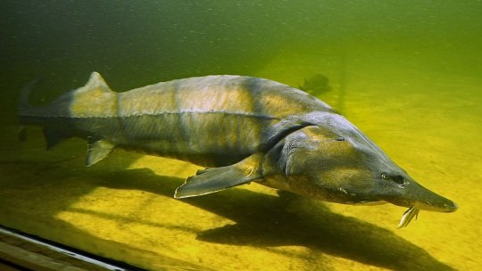 Repopularea Dunării cu sturioni