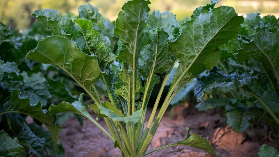 Fermierii din Franţa vor putea să folosească mai multe pesticide pentru a-şi proteja culturile de sfeclă de zahăr