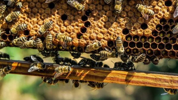 Tratamentele la rapiță au distrus sute de familii de albine, într-o comună din Satu Mare
