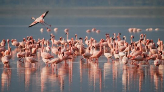 Delta Dunării găzduiește din nou păsările flamingo