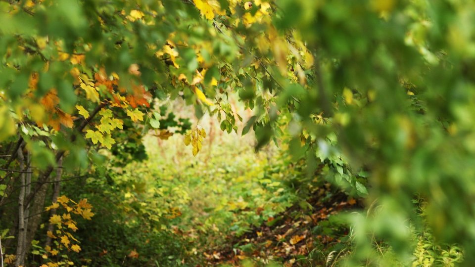 Fondul forestier naţional a crescut, în 2023, cu mai puţin de 1%