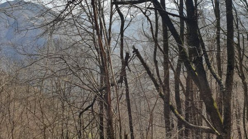 Fondul forestier naţional înregistrează o creştere modestă în 2023