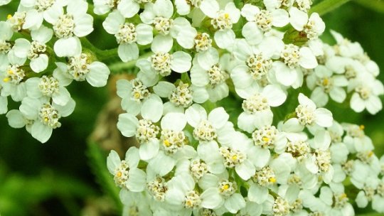 "Zilele Horticulturii Bucureştene" - de joi până duminică, în Grădinile Senatului