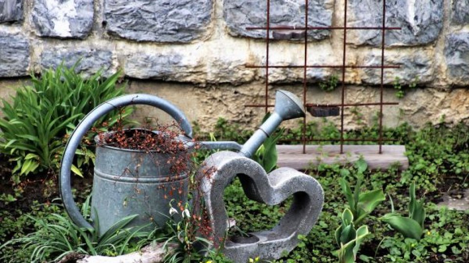 Metode eficiente de udare a florilor în zilele caniculare