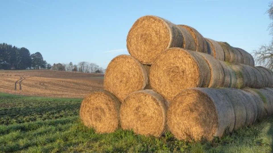 Agricultura dobrogeană în criză de personal. Învățământul dual, o soluție viabilă