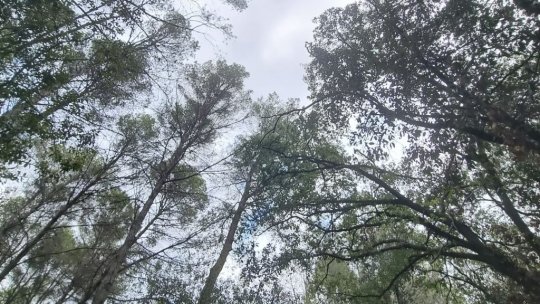 Angajat al unui ocol silvic, reținut pentru marcarea ilegală a zeci de arbori