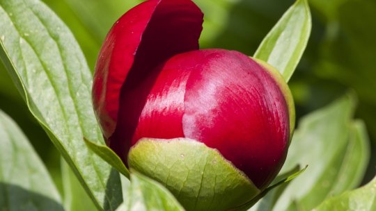 Bujorul de Munte şi Junii Sibiului - sărbătoriţi la Gura Râului