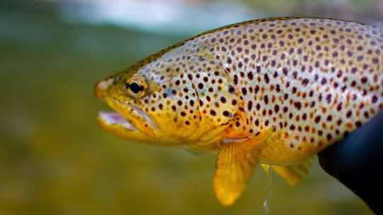 Oxigen suplimentar pentru păstrăvii curcubeu pentru a face faţă perioadei caniculare