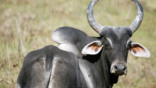 Zebu, o rasă de top, din India până în Brazilia