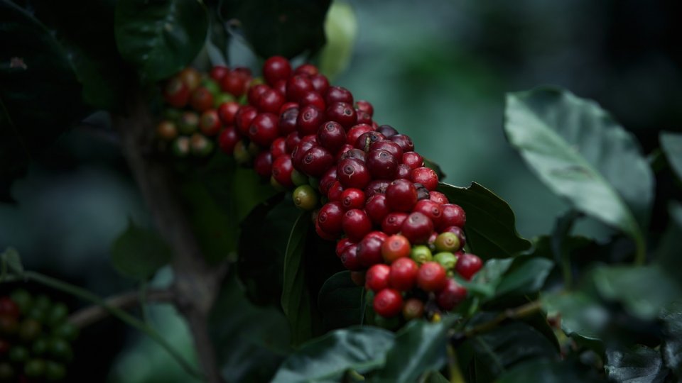 Cafeaua ta de dimineață ar putea avea mai mult de o jumătate de milion de ani