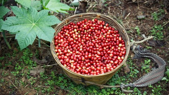 Legile UE privind defrișările reordonează lumea cafelei